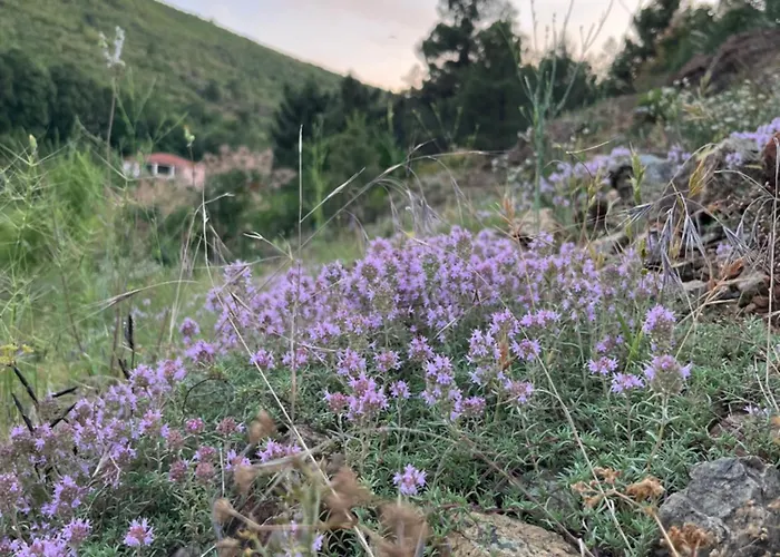 Lugina *